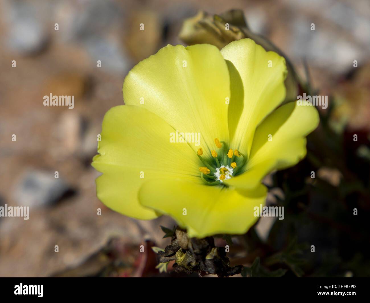 Closeup of a pretty yellow flower (Snotbloms) Stock Photo