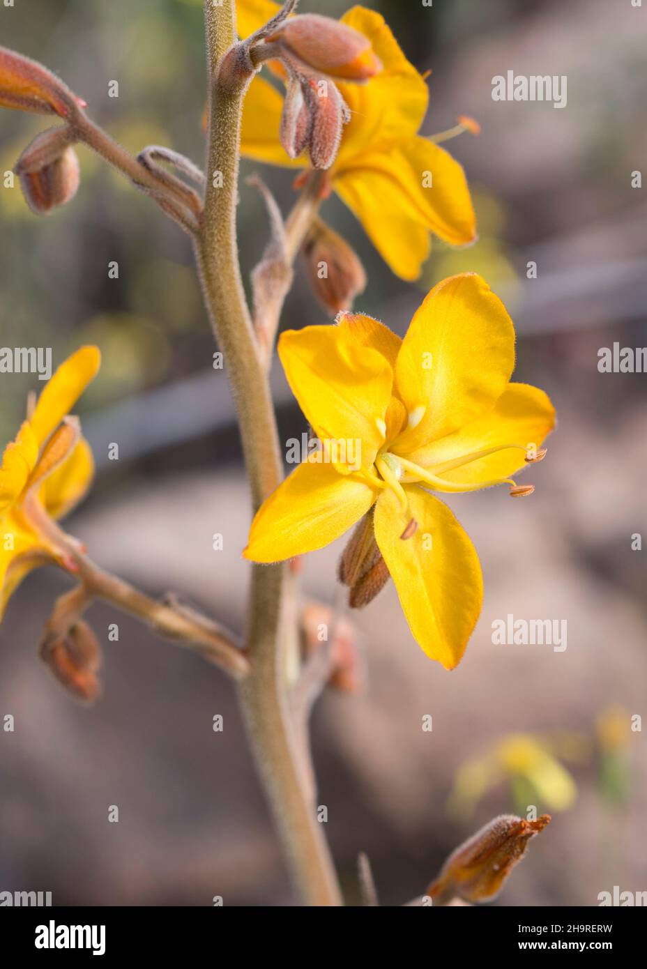 Closeup of the yellow flowers of the Common Butterflylily (Wachendorfia paniculata) Stock Photo