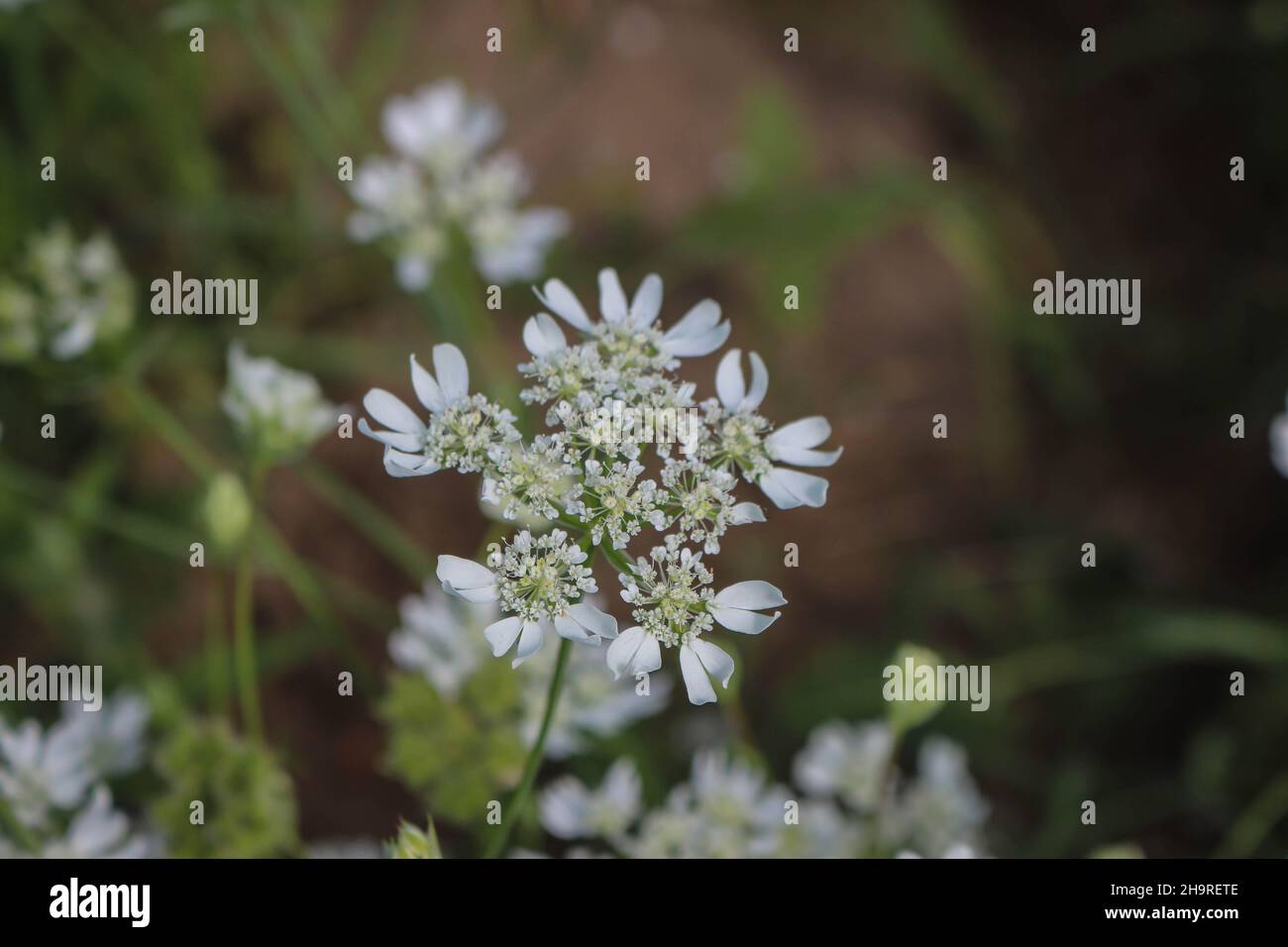 White laceflower, Orlaya grandiflora in Deliblato sand in Vojvodina, northern Serbia Stock Photo