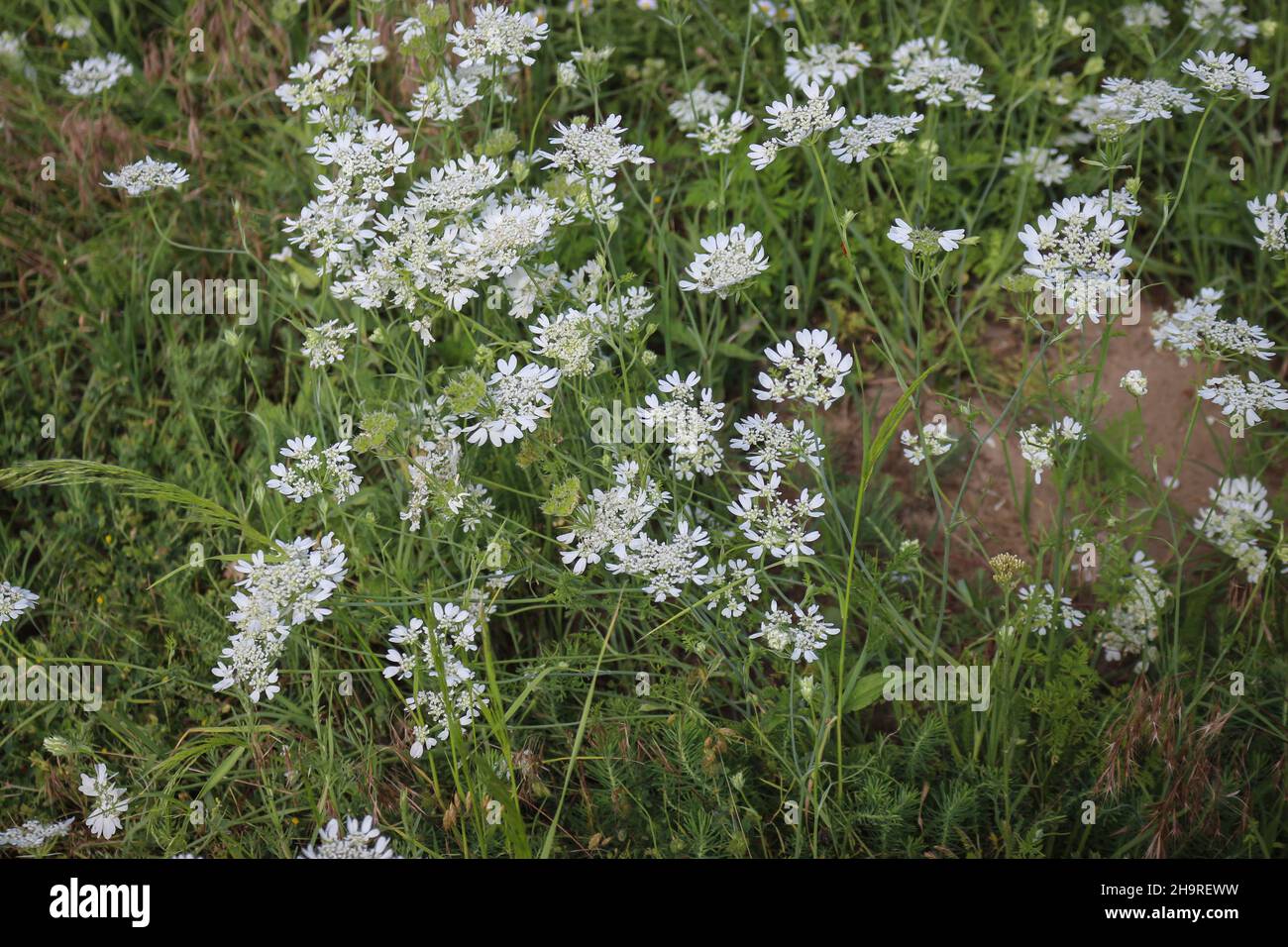 White laceflower, Orlaya grandiflora in Deliblato sand in Vojvodina, northern Serbia Stock Photo