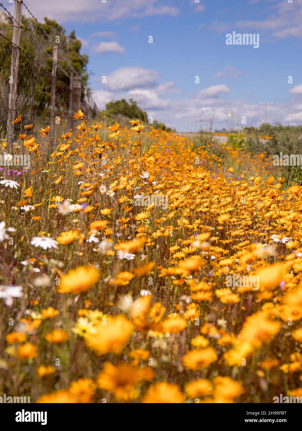 Orange Daisies growing on the side of the road West Coast flower season Stock Photo