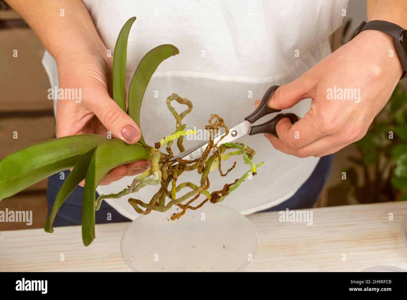 Trimming Rotton Roots Orchid with diseased root ingardener hand. Woman pruning rotten roots ...