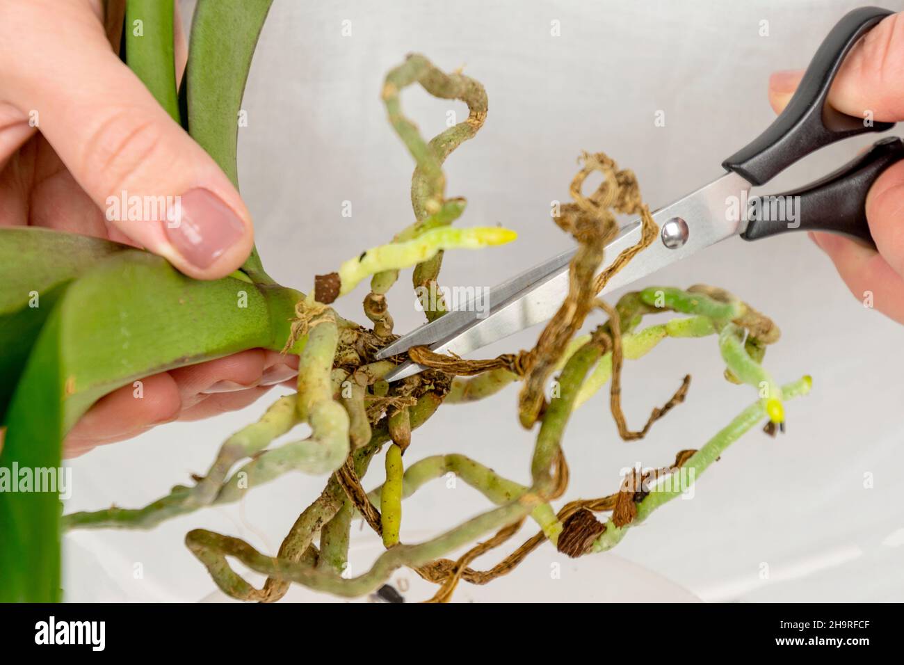 Trimming Rotton Roots Orchid with diseased root ingardener hand. Close-up woman pruning ...