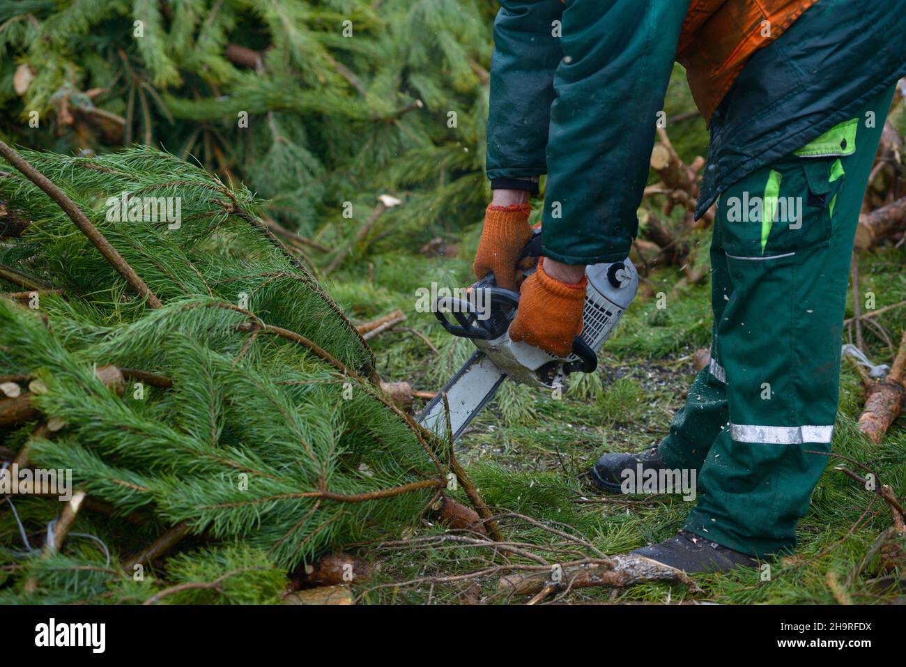 Lumberman hands cutting branches of pines, used Christmas tree, with
