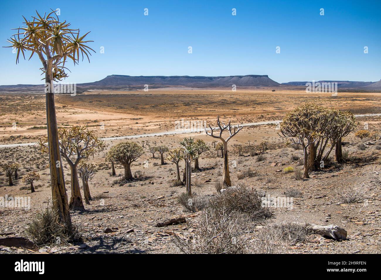 Quiver Tree forest(Aloidendron dichotomum) in the Karoo desert Stock Photo