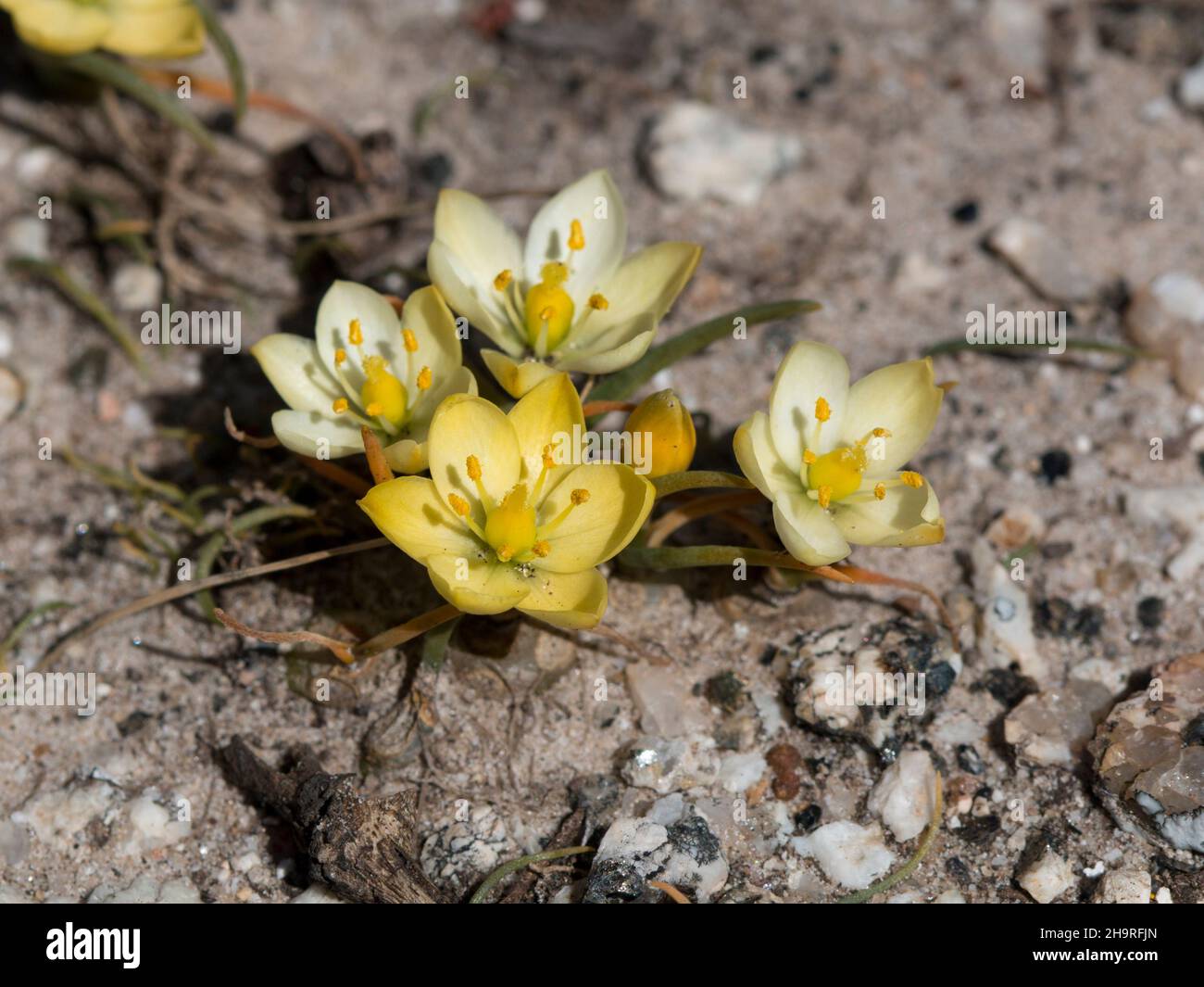 Tiny yellow flowers of the (Ornithogalum rupestre) Stock Photo