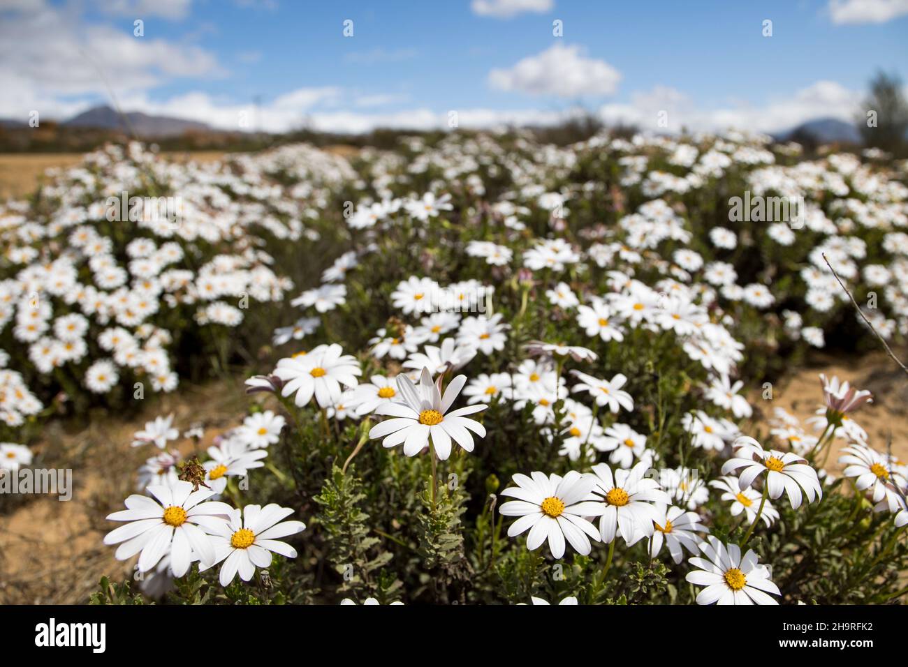 White daisies display of a large field of flowers in the Namaqualand flower season Stock Photo