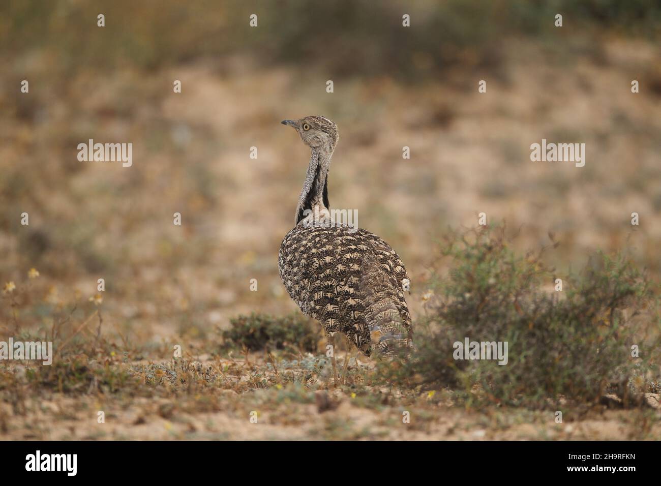 Houbara bustard can be viewed from the tracks through the arid landscapes on the Lanzarote, the surrounding land is protected for these iconic birds. Stock Photo