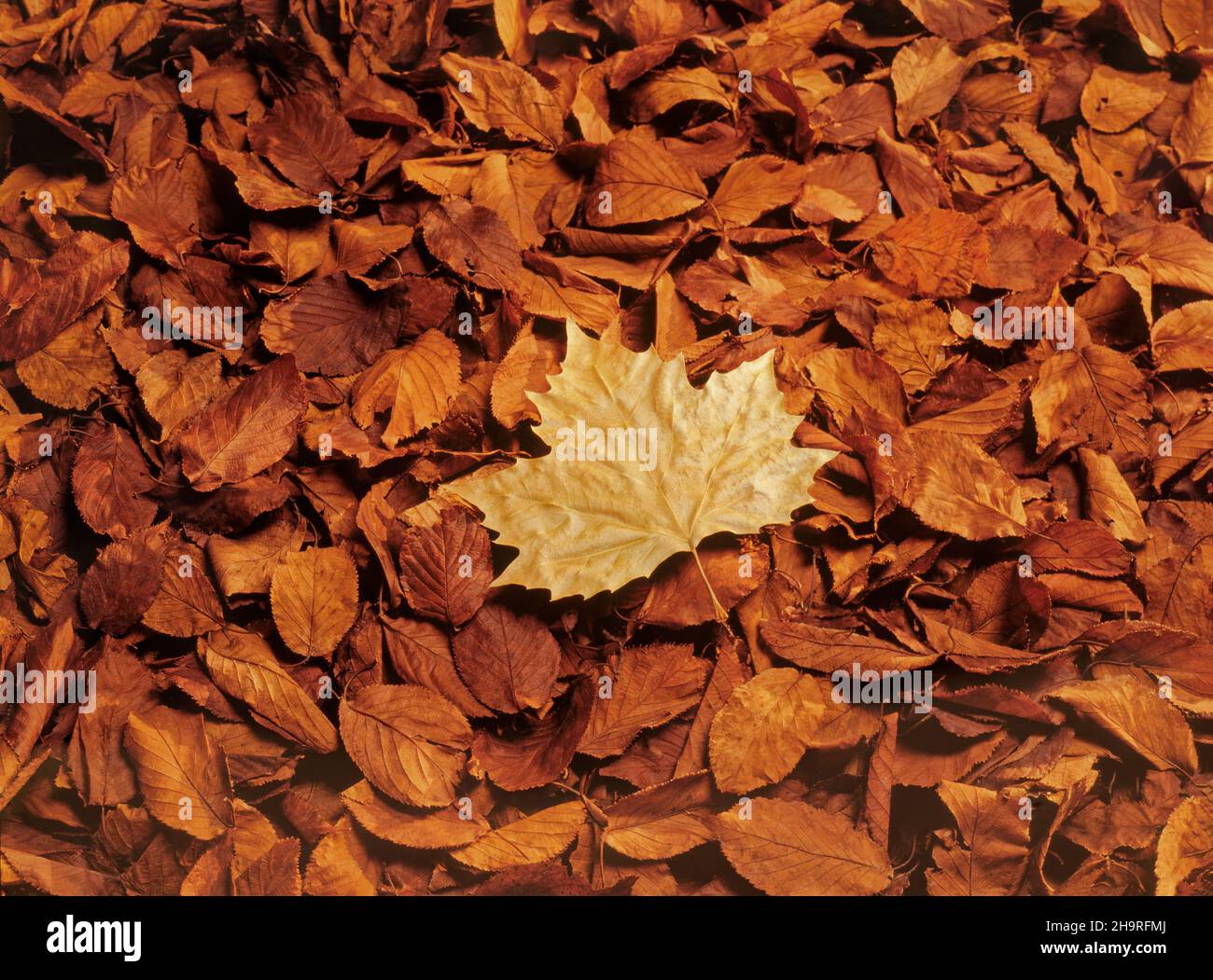 Maple leaf on beech leaves. Stock Photo