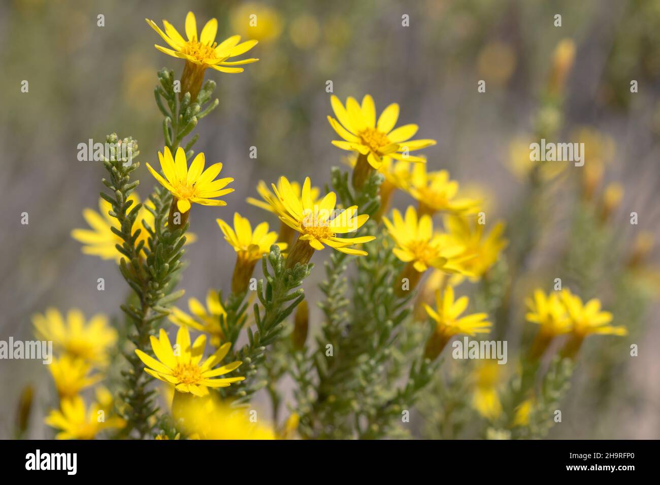 Yellow daisy flower bush closeup of the plant with blooming flowers Stock Photo