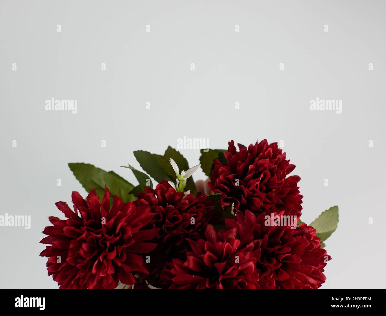 artificial red carnation flower with copy space on white background. ready to add text Stock Photo