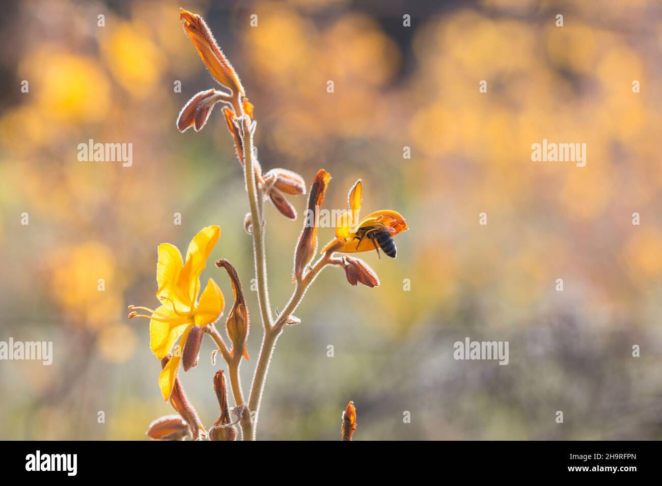 Yellow flowers of the Common Butterflylily (Wachendorfia paniculata) with a honey bee in one of the flowers Stock Photo