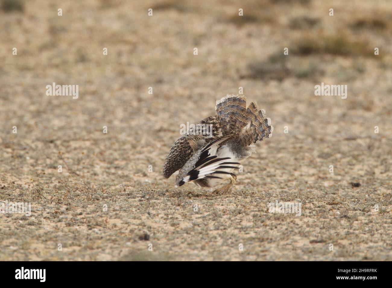 Houbara bustard can be viewed from the tracks through the arid landscapes on the Lanzarote, the surrounding land is protected for these iconic birds. Stock Photo