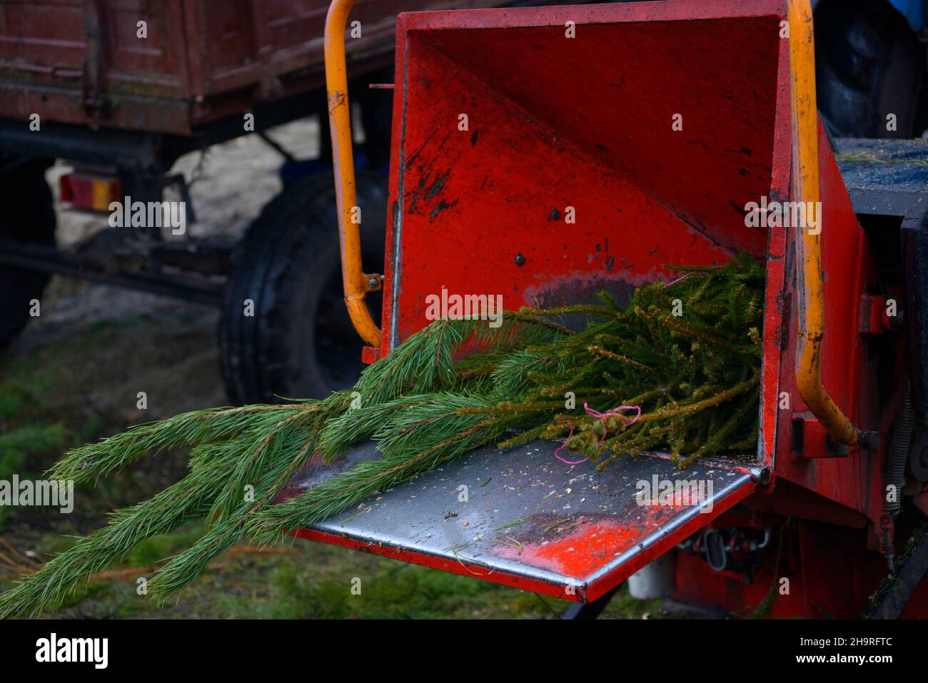 branches of used Christmas tree put in receiver of a wood chipper