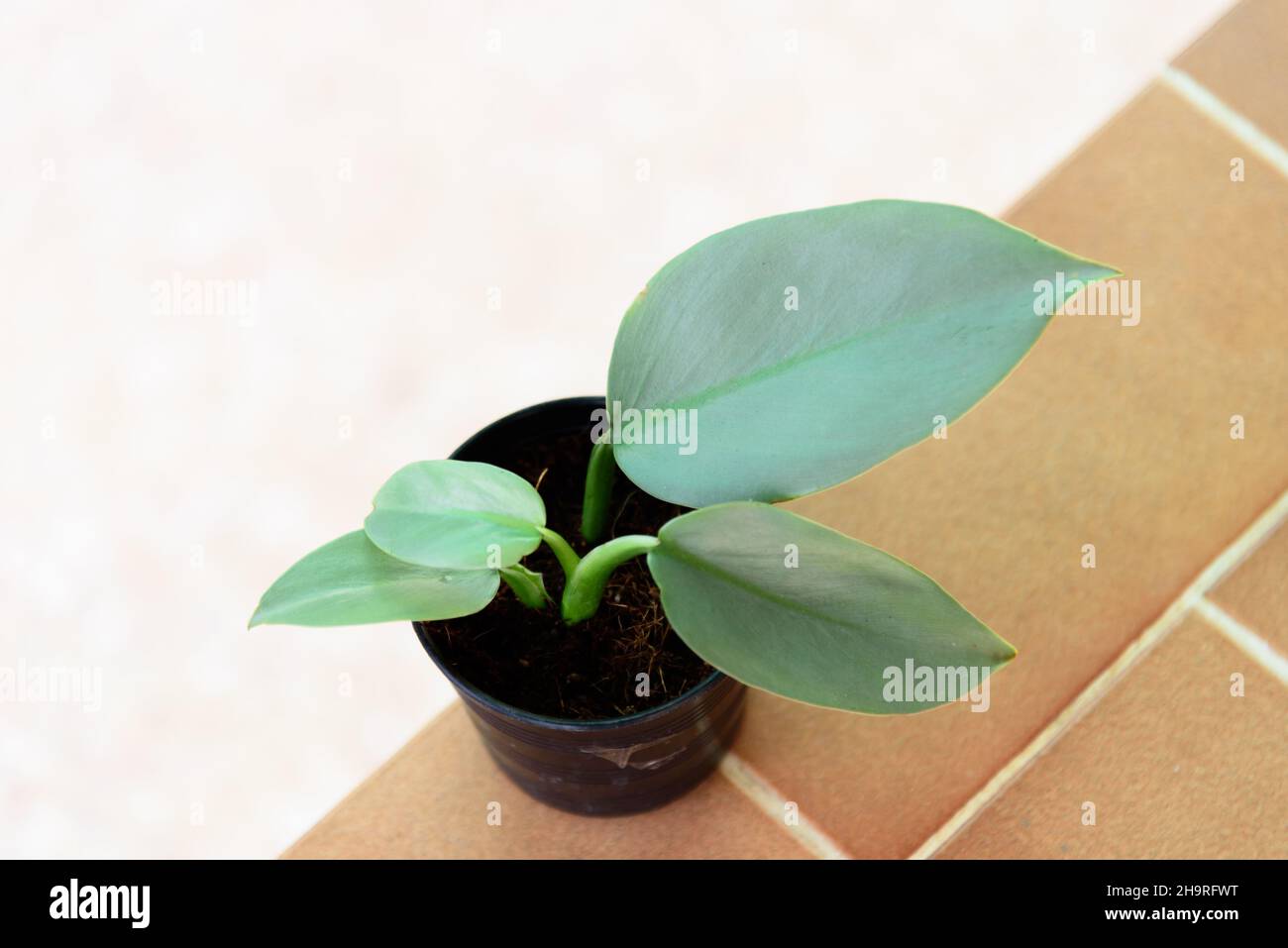 Closeup to Little of Philodendron Silver Sword in the pot Stock Photo
