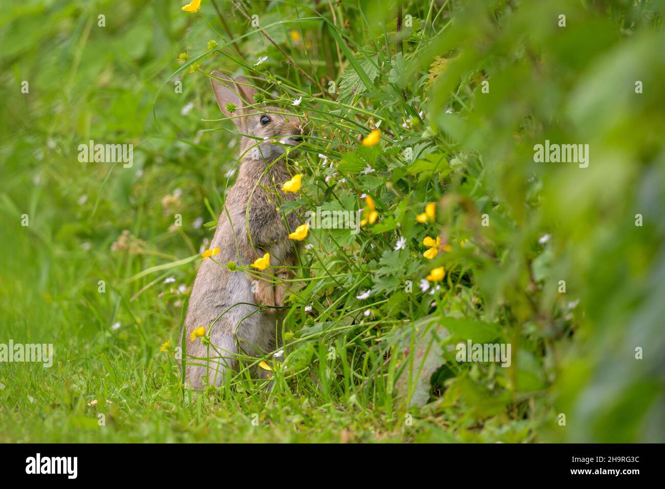 European rabbit on the greenfield Stock Photo - Alamy