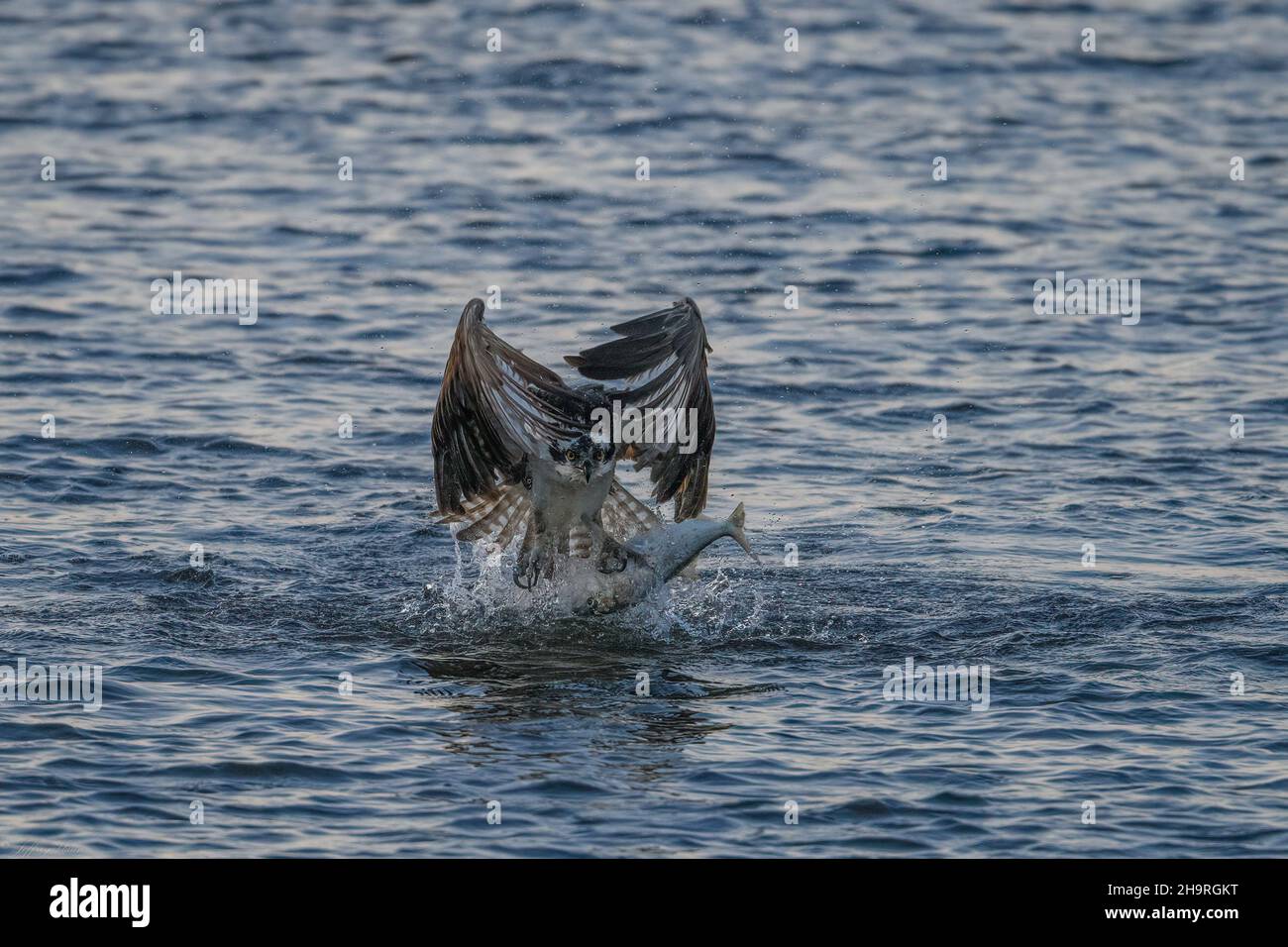 Western osprey catching fish. Successful hunt. Old Saybrook