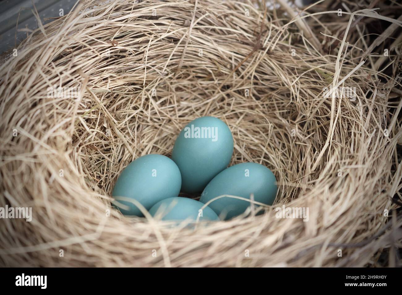 Four blue eggs hi-res stock photography and images - Alamy