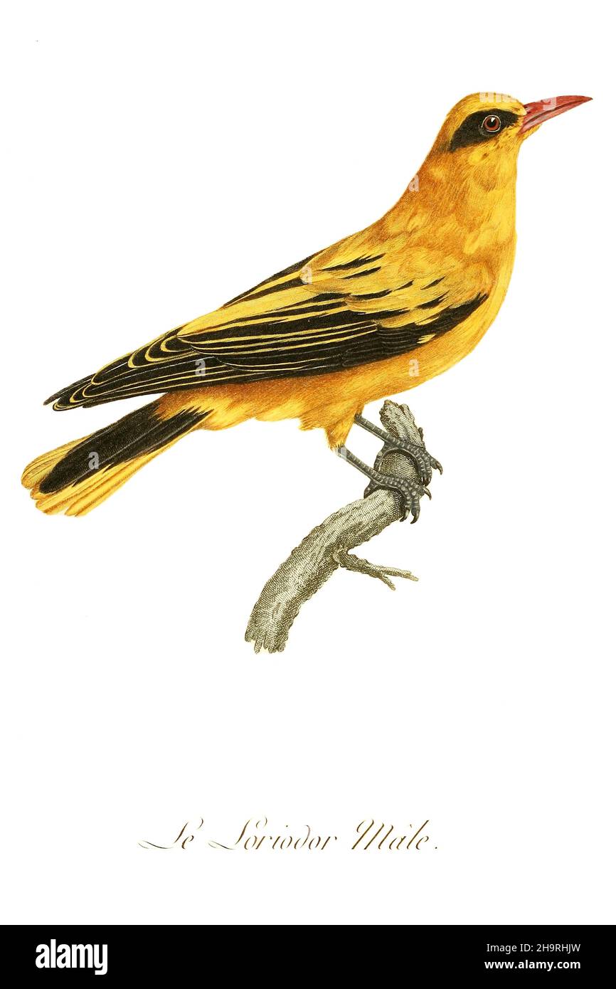 Male Loriodor from the Book Histoire naturelle des oiseaux d'Afrique [Natural History of birds of Africa] Volume 6, by Le Vaillant, Francois, 1753-1824; Publish in Paris by Chez J.J. Fuchs, libraire 1808 Stock Photo