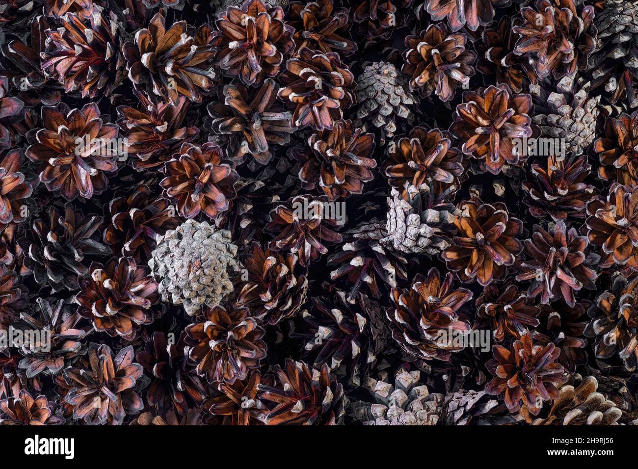 Fir cones as background, close up top view Stock Photo