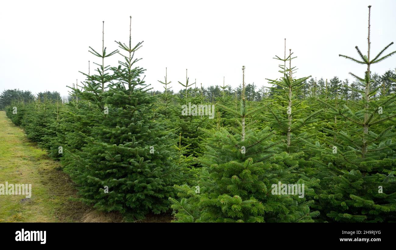 plantation with green christmas firs Stock Photo