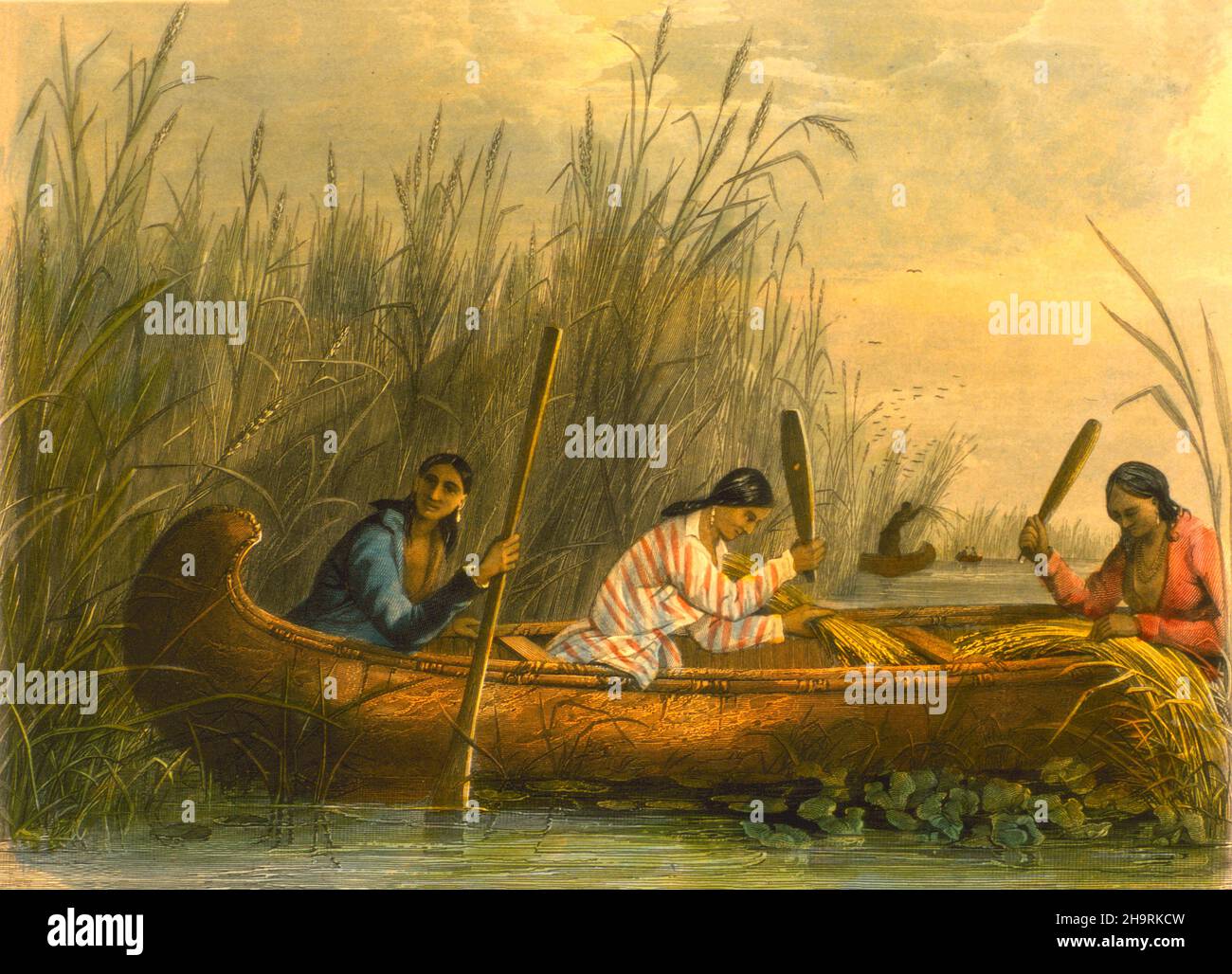 Native American women of the Ojibwa tribe, in a canoe, Gathering wild rice by Seth Eastman, 1808-1875 in 1853. Three Native American women (Chippewa?) in a birch bark canoe gather seeds from wild rice. They use paddles to beat out the seeds. Stock Photo