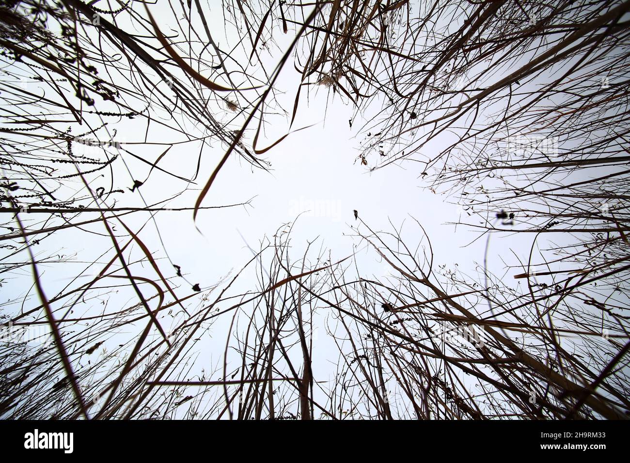 Conceptual wide angle upward shot in a thicket . Stock Photo
