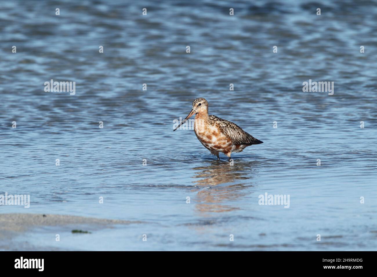 Bar tailed godwit, a migratory species breeding in the Tundra + Iceland. This may be an early returning bird as it is not in full plumage. Stock Photo
