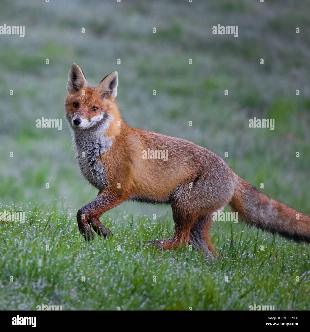Closeup shot of a fox Stock Photo - Alamy
