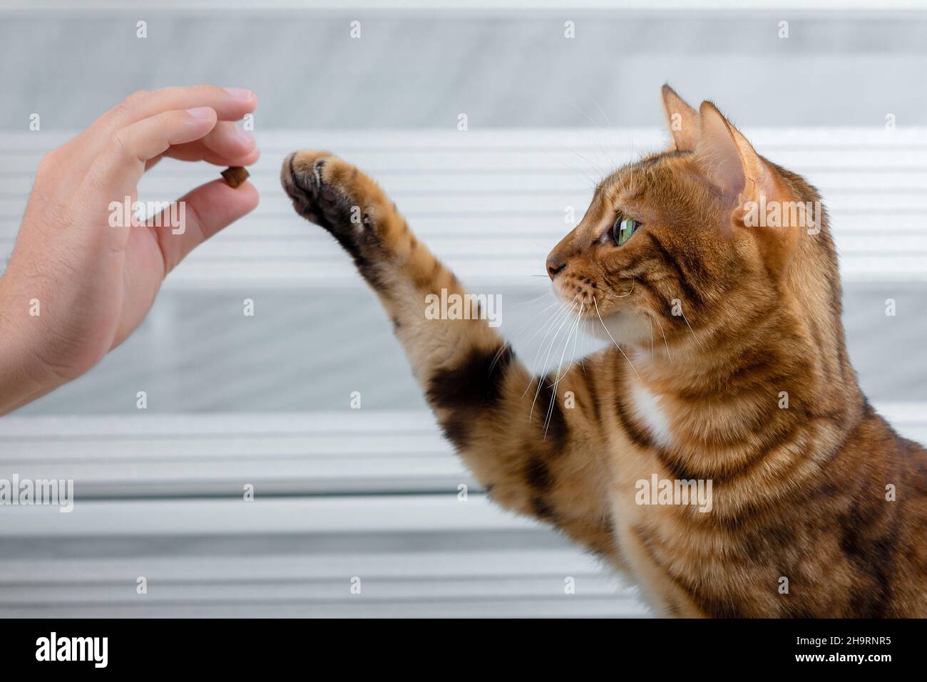 Bengal cat stretches its paw for a treat in the owner's hands Stock Photo Alamy