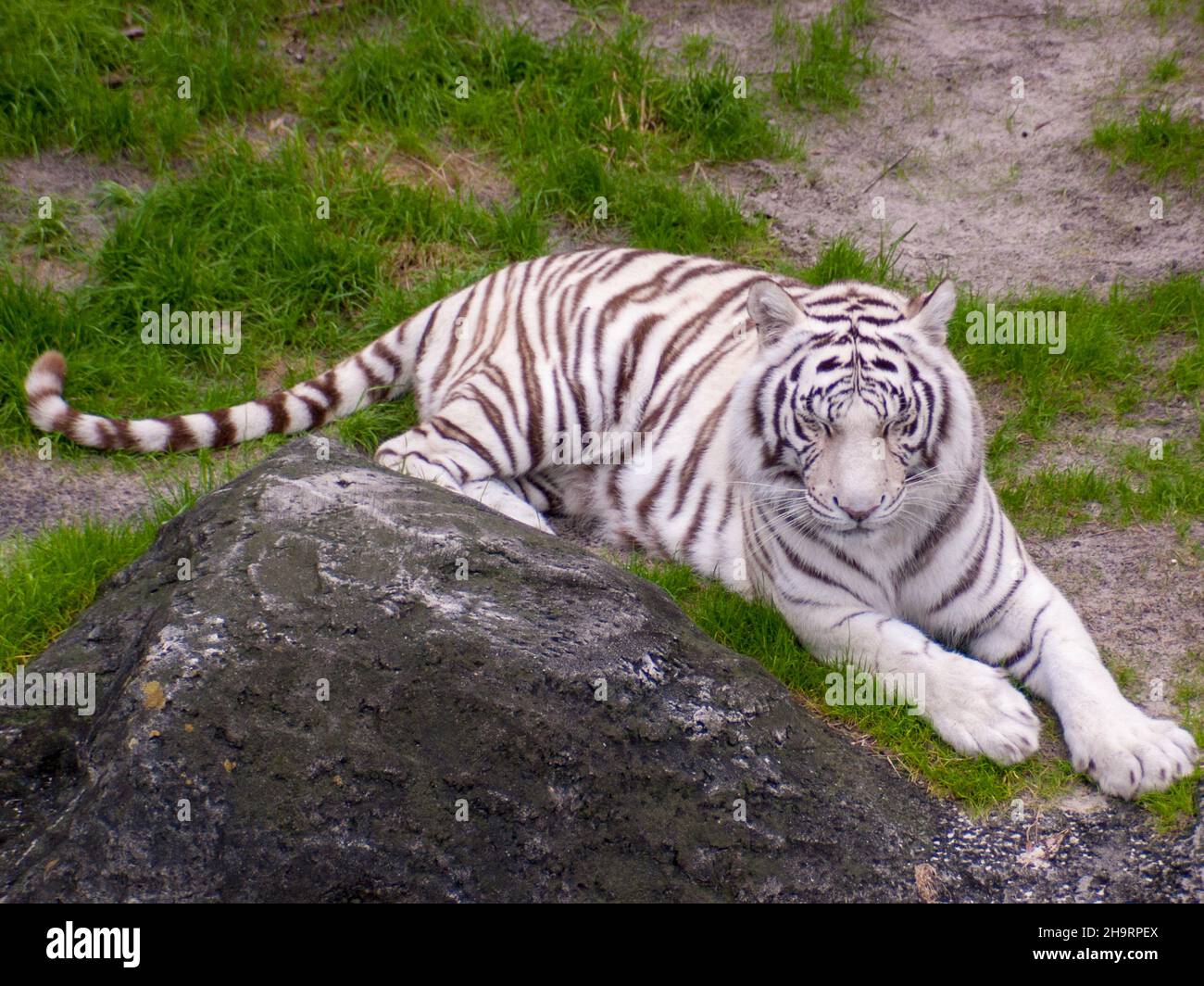Bleached white tiger lying on the grass near the stone Stock Photo - Alamy