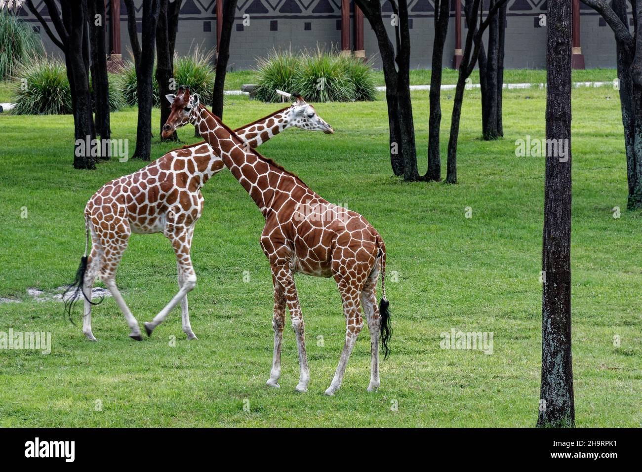 Couple of giraffes walking in the zoo, near the trees Stock Photo