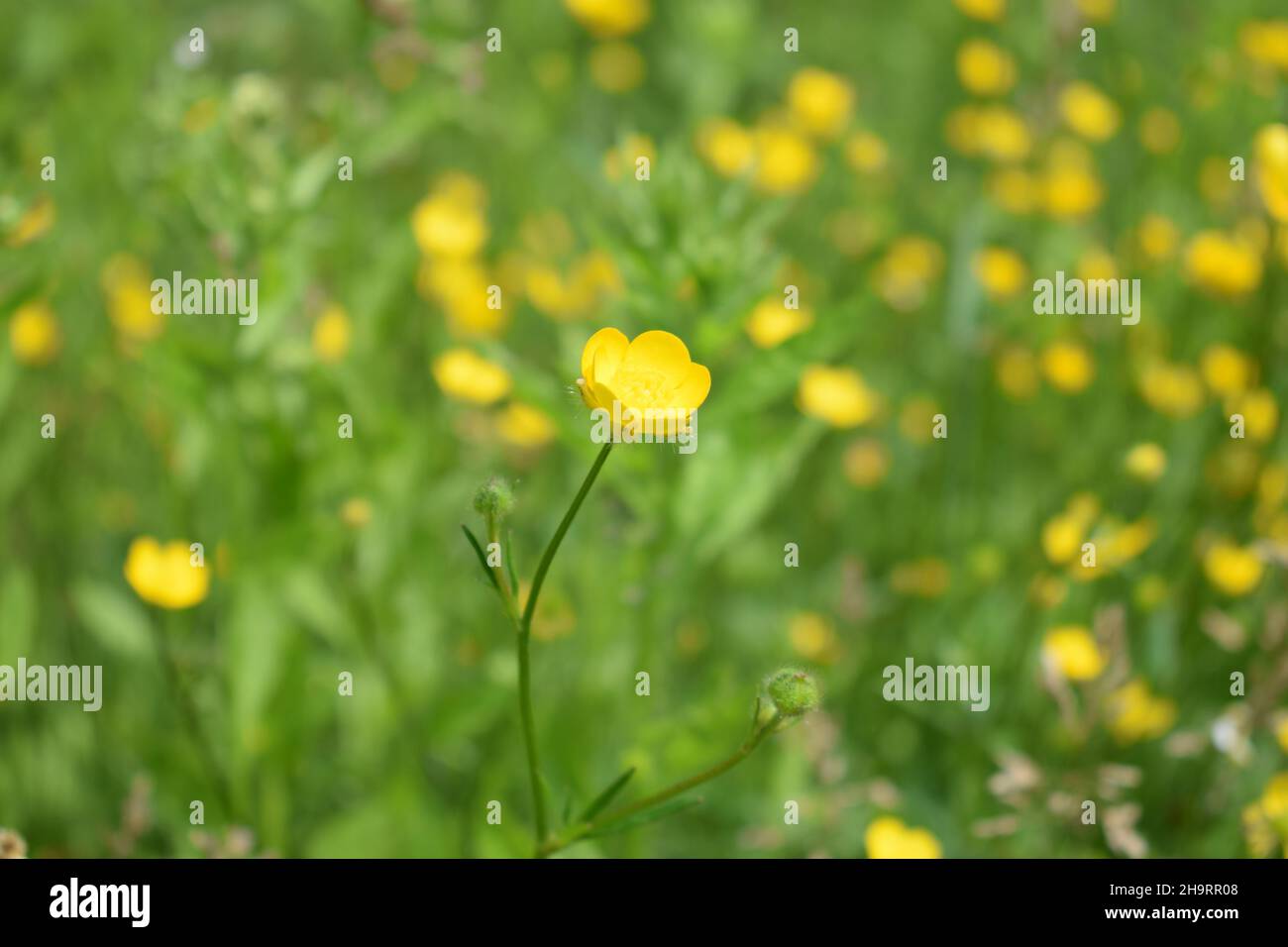 Selective focus shot of a creeping crowfoot flower blooming in the meadow Stock Photo