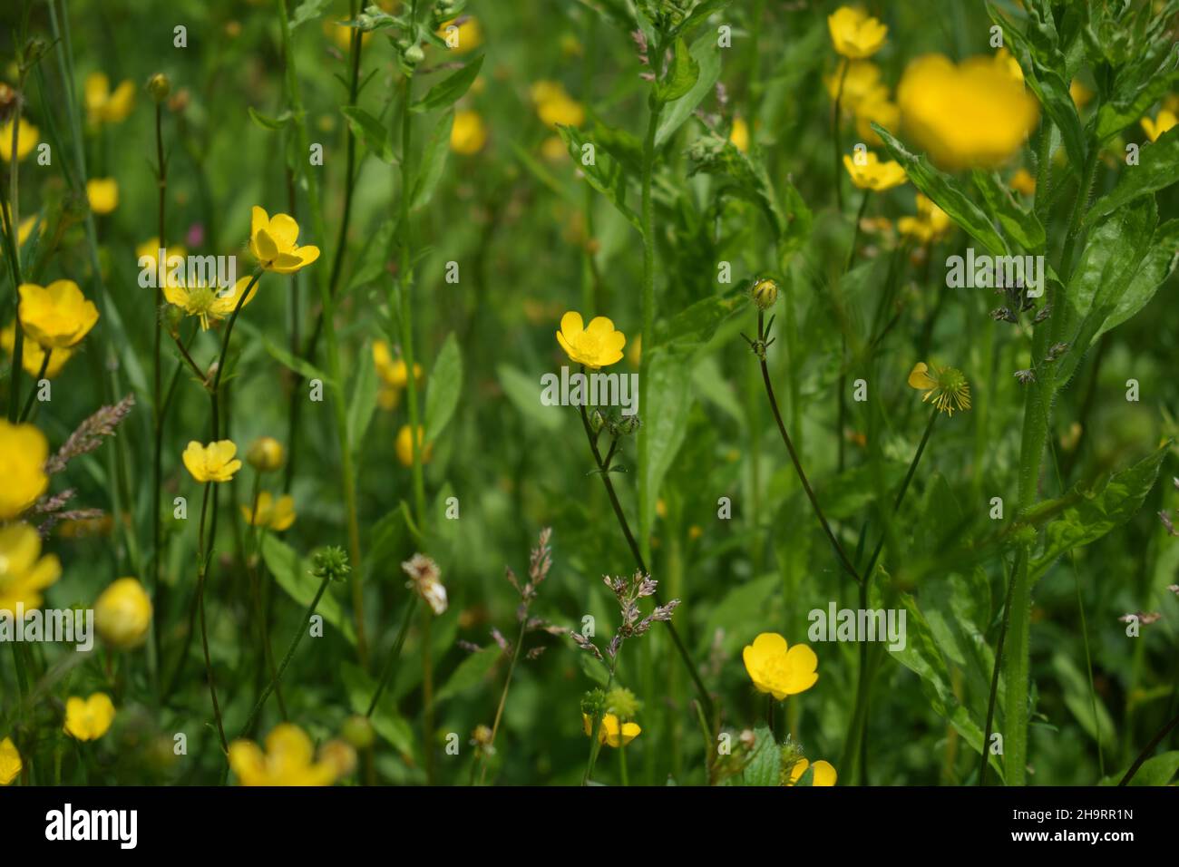 Closeup of creeping buttercup flowers growing in the meadow Stock Photo