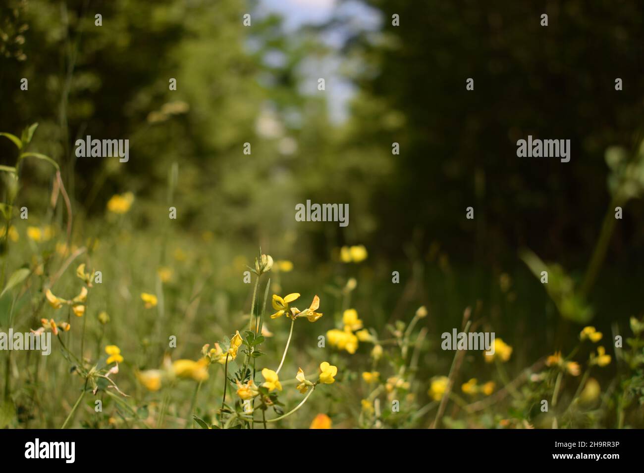 Yellow flowers of creeping buttercup blooming in the meadow Stock Photo