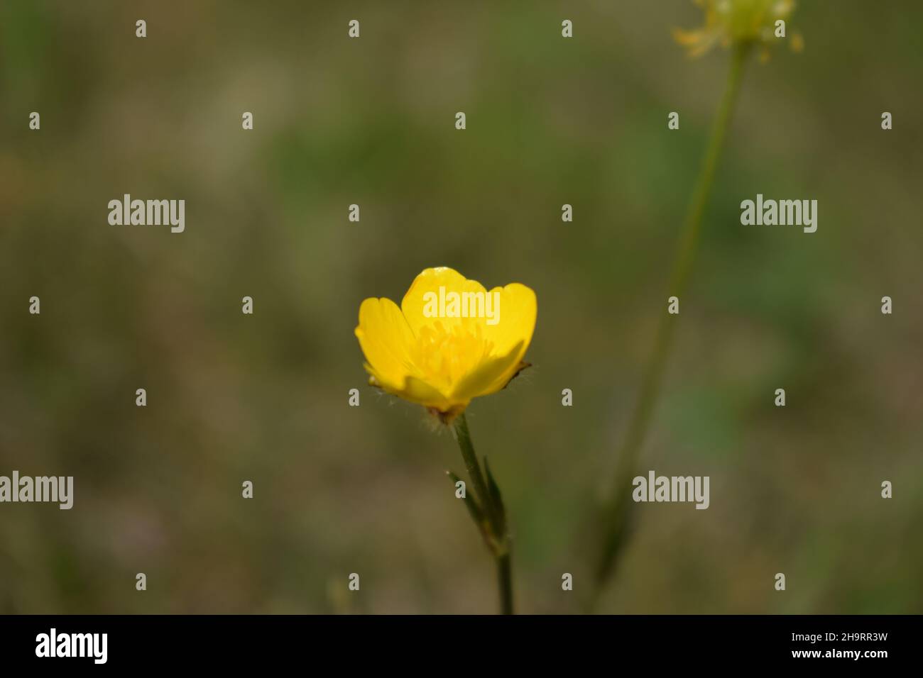 Creeping buttercup flower in the blurred background Stock Photo