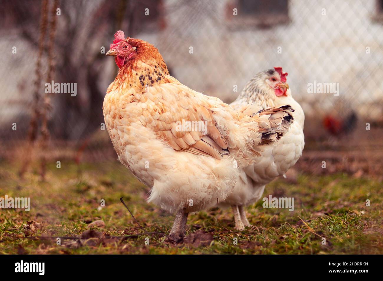 Light brown hen on the farm Stock Photo