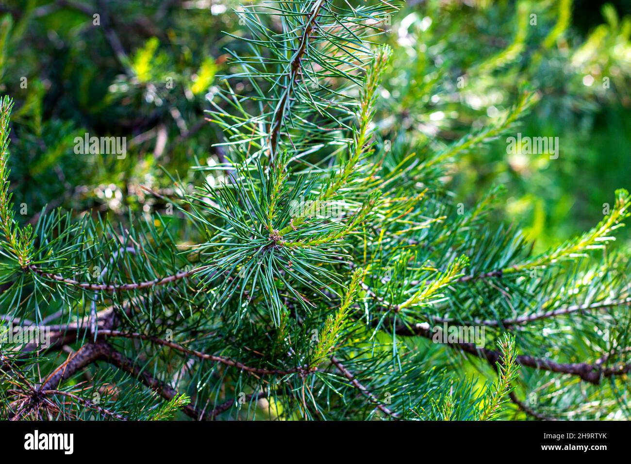 Fresh evergreen pine twigs with green needles in the forest in spring and summer season. Stock Photo