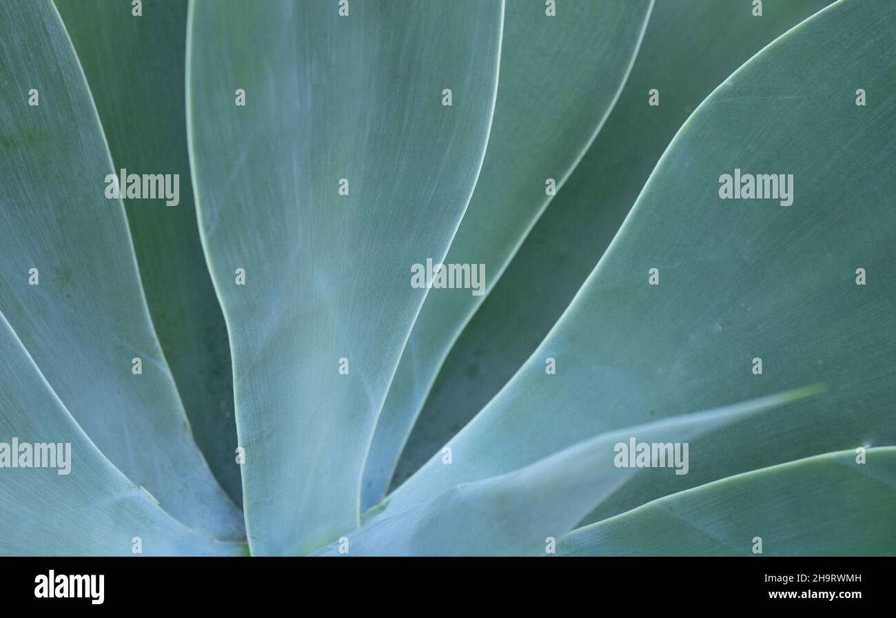 Closeup of portion of a blueish green succulent plant Stock Photo