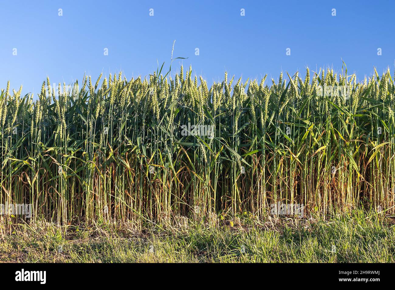 grain field - rural landscape, side view of the whole plant of wheat field Stock Photo