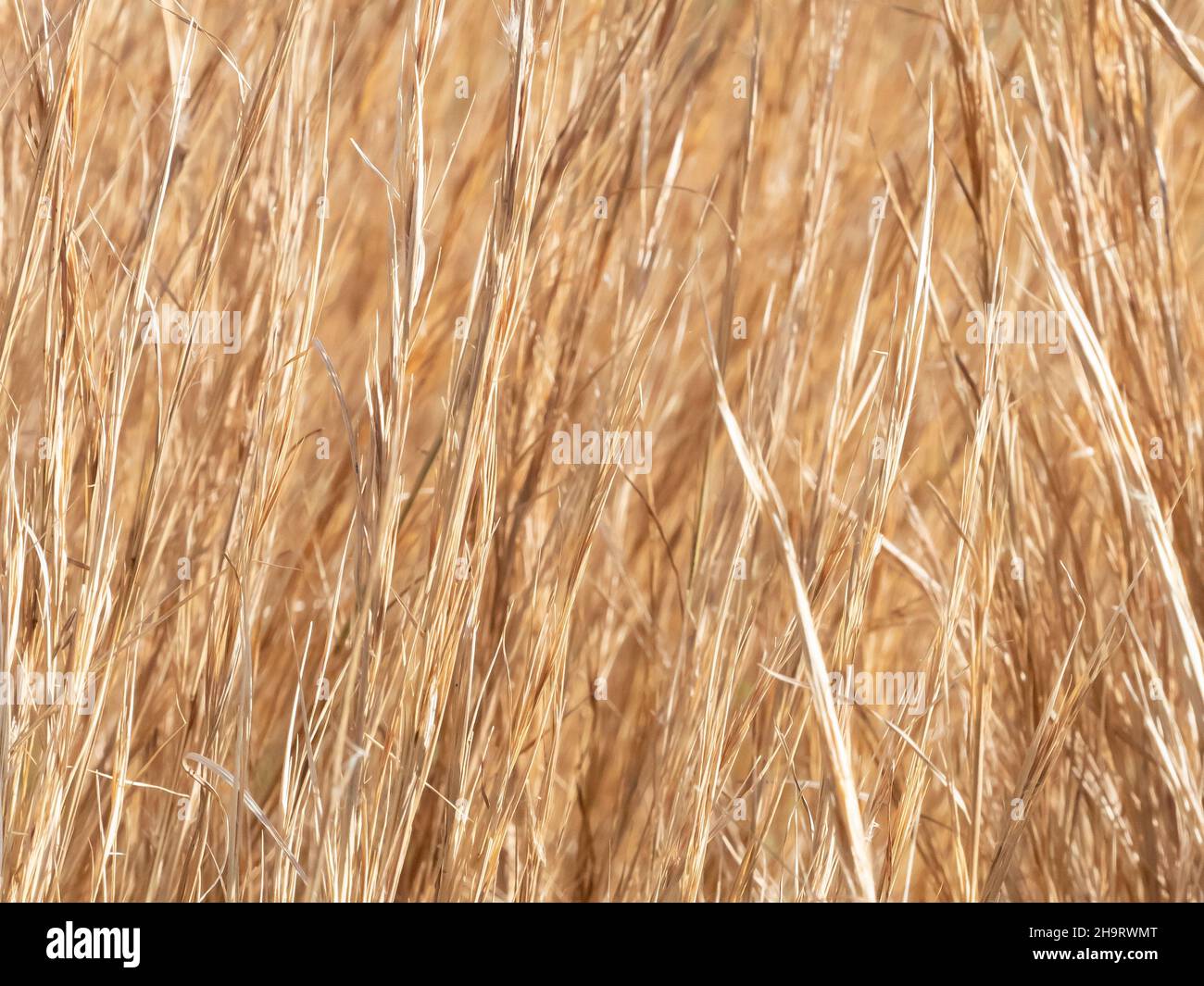 Closeup of light colored winter tall grass Stock Photo