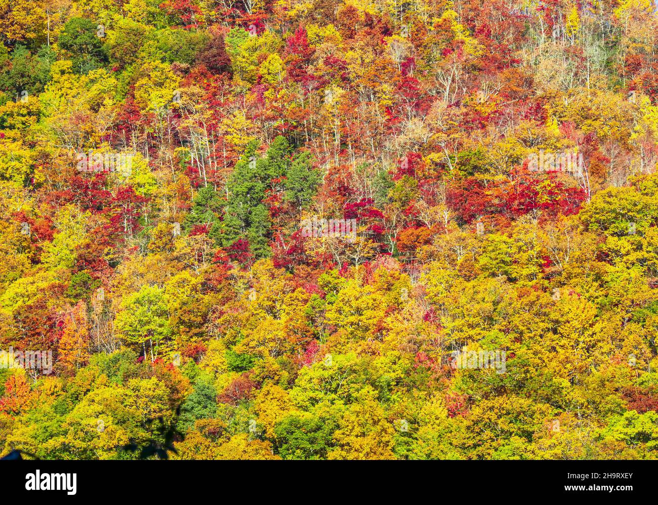 Fall color in the trees along the Blue Ridge Parkway in North Carolina USA Stock Photo
