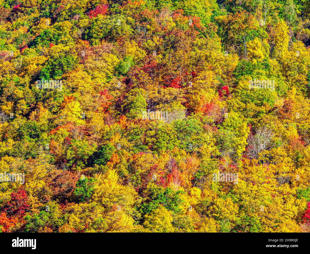 Fall color in the trees along the Blue Ridge Parkway in North Carolina USA Stock Photo