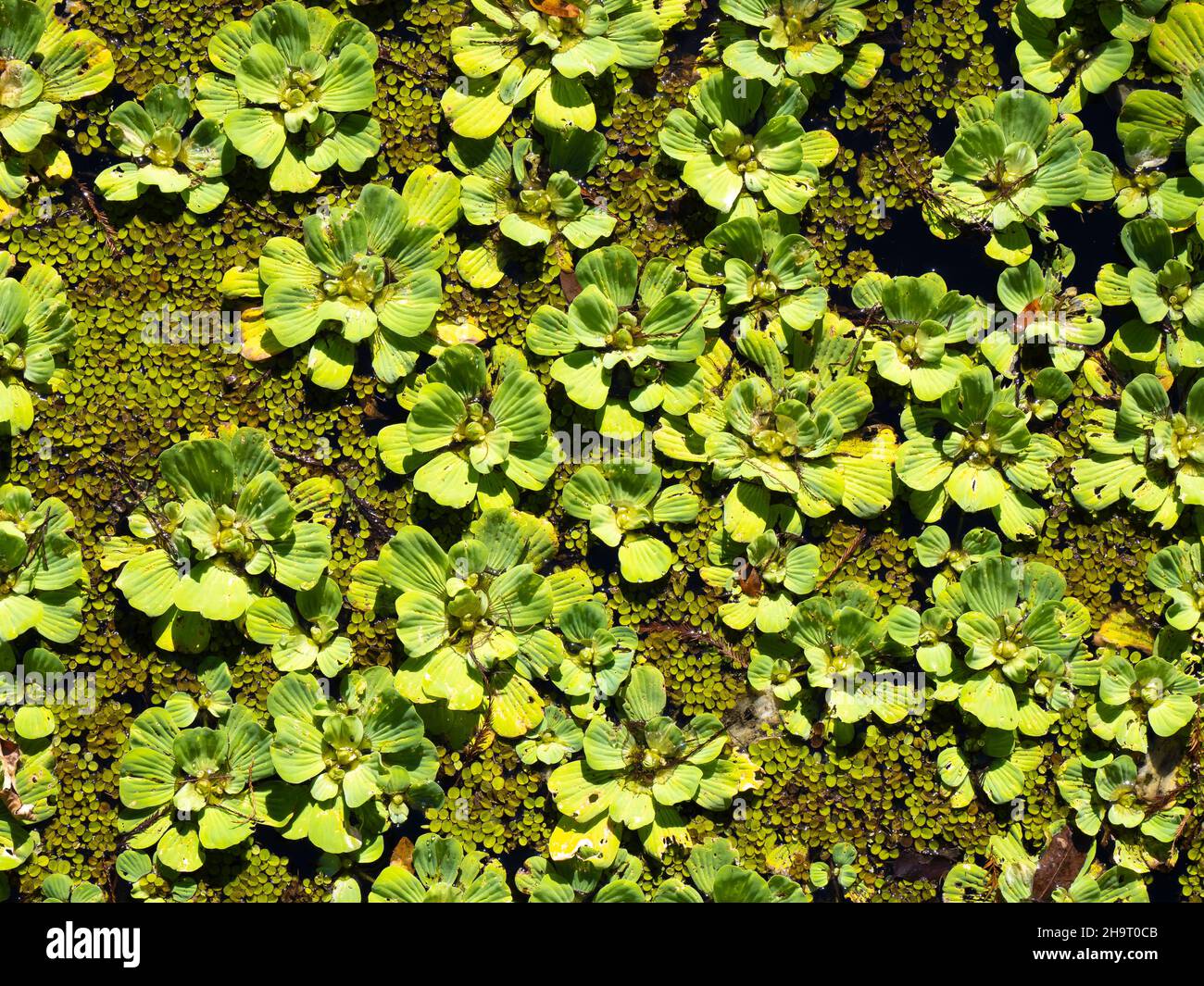 Water Lettuce Pistia stratiotes floating in water at Lettuce Lake Park in Hillsborough County in Tampa Florida USA Stock Photo