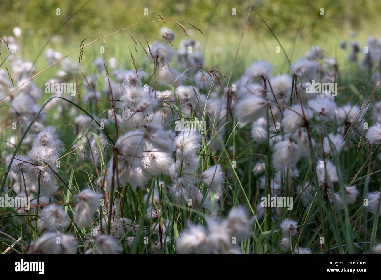 Eriophorum, cottongrass plants in the meadow Stock Photo