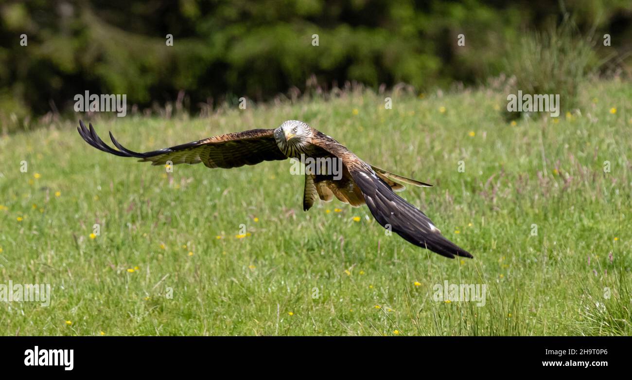 Red Kites feeding Stock Photo Alamy