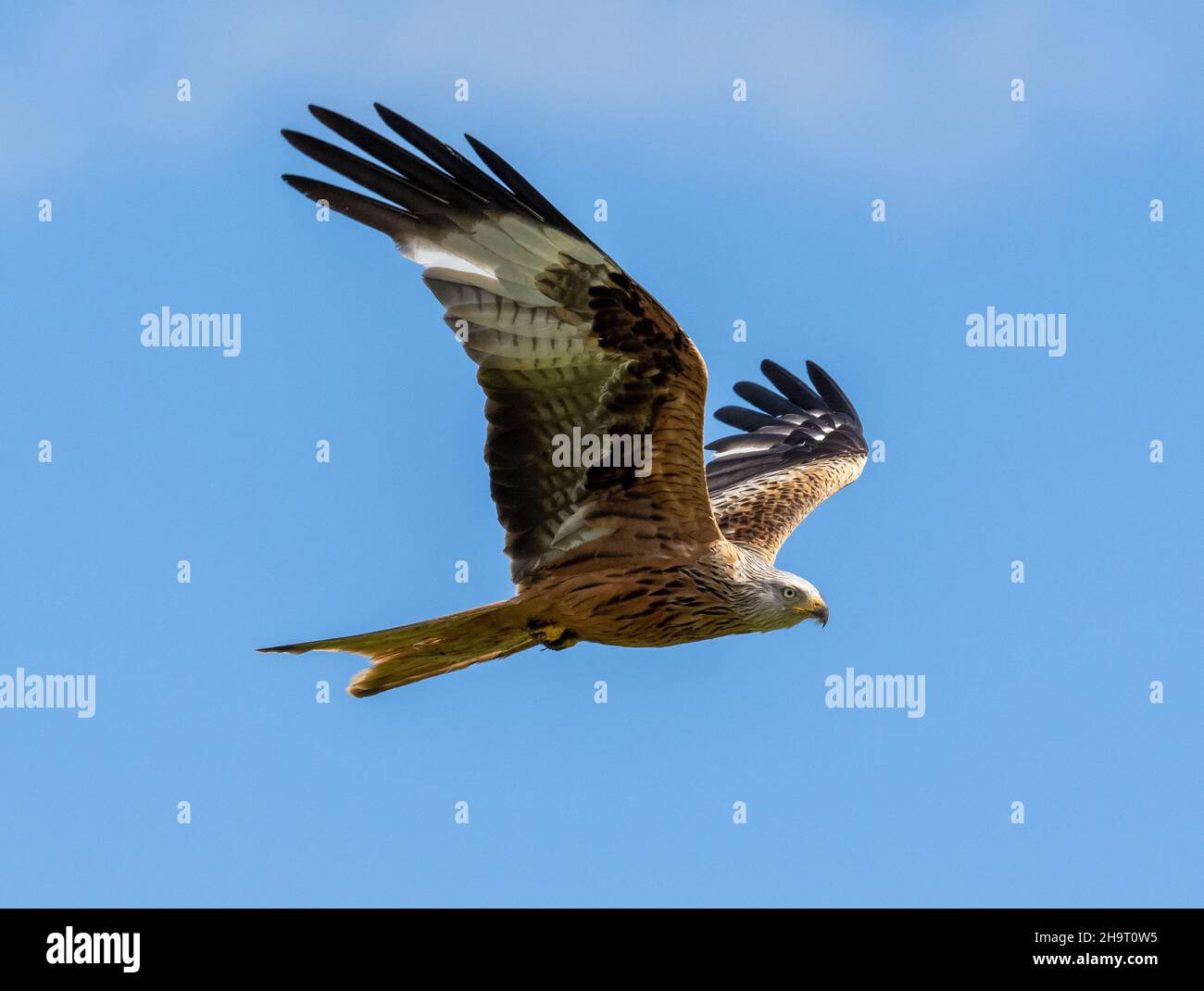 Red Kites feeding Stock Photo Alamy