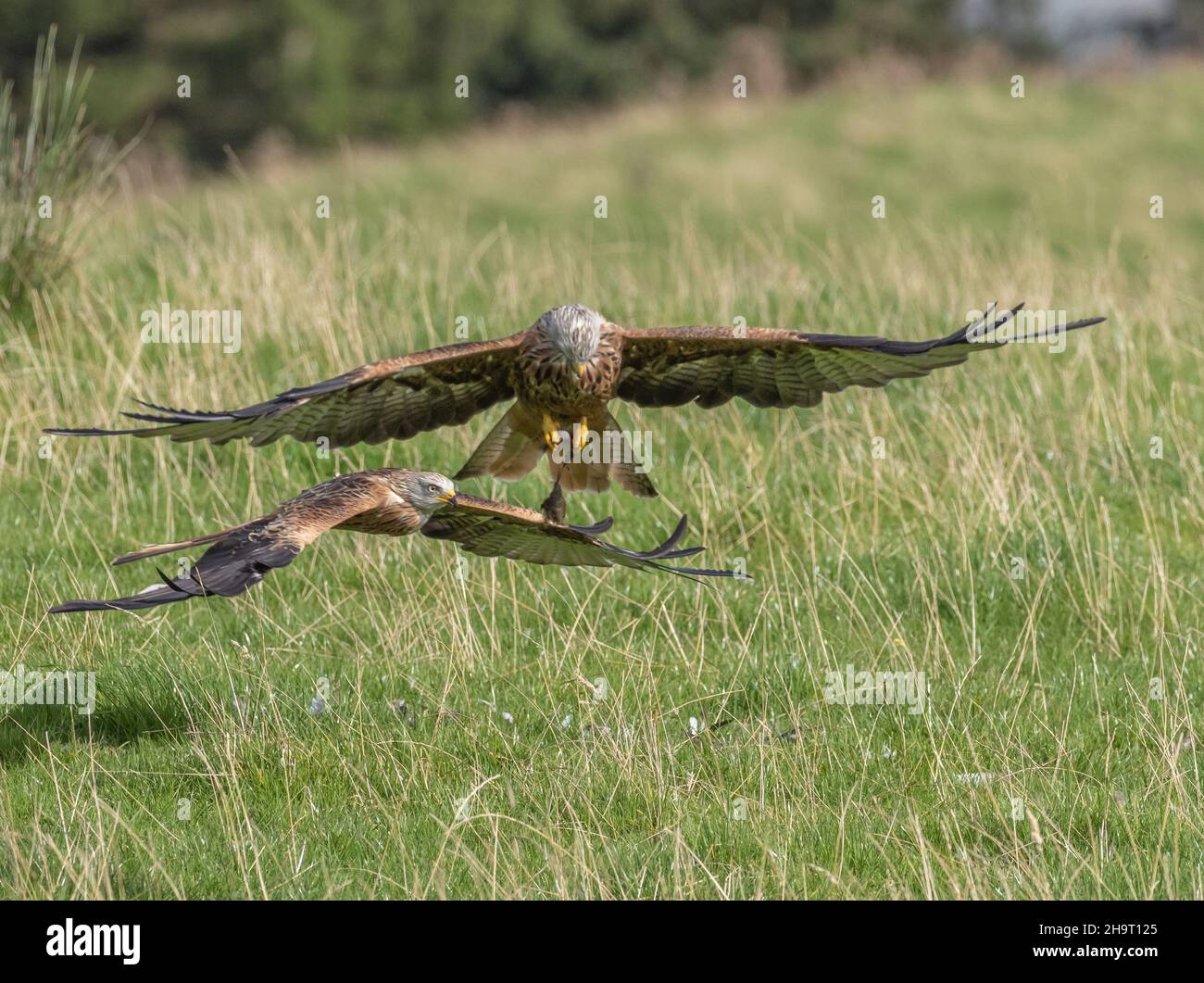Red Kites feeding Stock Photo Alamy
