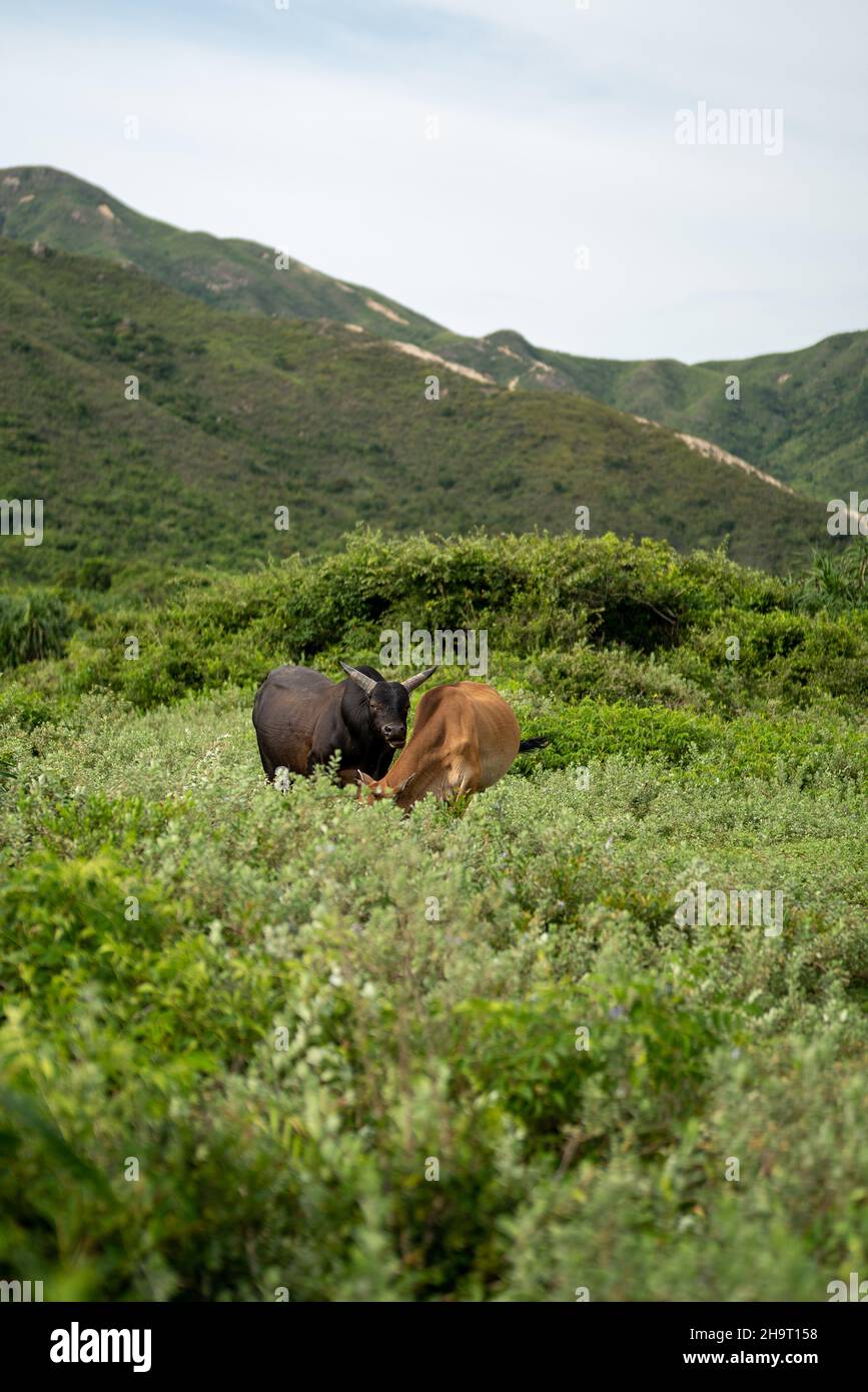 Vertical shot of grazing cows in a field Stock Photo - Alamy