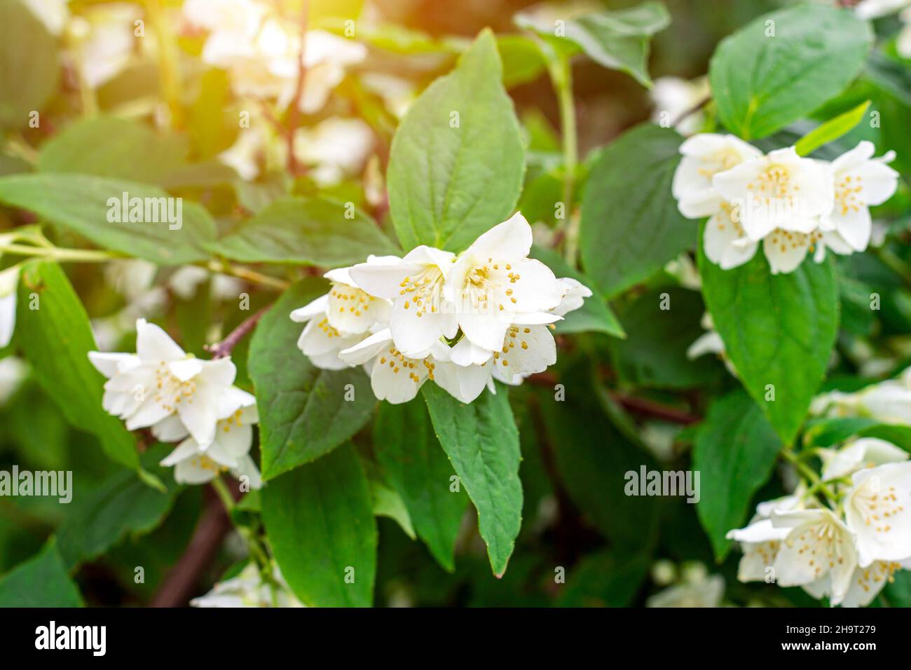 Fresh white jasmine plant flowers on green leaves background blossom in the garden in spring. Stock Photo